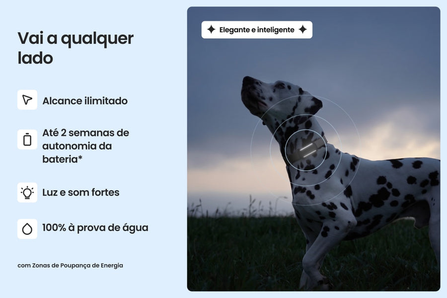Cão com localizador Tractive DOG 6 preso à coleira